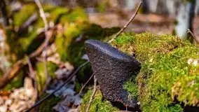 Wiosna w rezerwacie przyrody Borki, marzec 2021 - zdjęcie 41