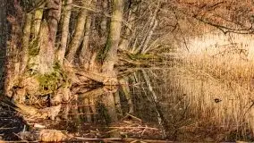 Wiosenny las przy jeziorze Gołdopiwo - zdjęcie 3