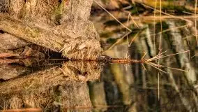 Wiosenny las przy jeziorze Gołdopiwo - zdjęcie 13