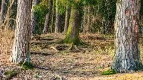 Wiosenny las przy jeziorze Gołdopiwo - zdjęcie 5