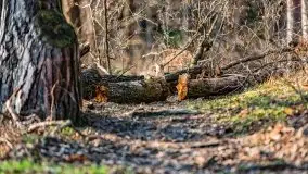 Wiosenny las przy jeziorze Gołdopiwo - zdjęcie 16