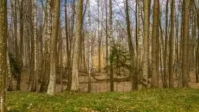 Mazurska przyroda w lesie Szczybały Giżyckie - zdjęcie 31