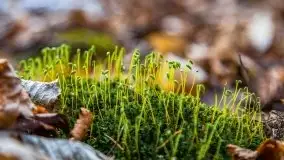 Mazurska przyroda w lesie Szczybały Giżyckie - zdjęcie 4