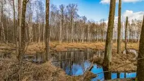 Mazurska przyroda w lesie Szczybały Giżyckie - zdjęcie 17