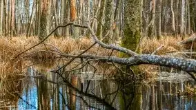 Mazurska przyroda w lesie Szczybały Giżyckie - zdjęcie 13