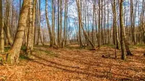 Mazurska przyroda w lesie Szczybały Giżyckie - zdjęcie 25