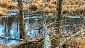 Mazurska przyroda w lesie Szczybały Giżyckie - zdjęcie 30