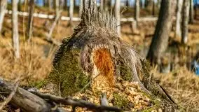 Mazurska przyroda w lesie Szczybały Giżyckie - zdjęcie 18