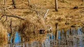 Mazurska przyroda w lesie Szczybały Giżyckie - zdjęcie 40