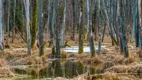 Mazurska przyroda w lesie Szczybały Giżyckie - zdjęcie 29