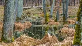 Mazurska przyroda w lesie Szczybały Giżyckie - zdjęcie 21
