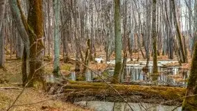 Mazurska przyroda w lesie Szczybały Giżyckie - zdjęcie 56