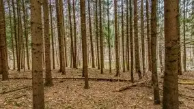 Mazurska przyroda w lesie Szczybały Giżyckie - zdjęcie 34