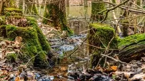 Mazurska przyroda w lesie Szczybały Giżyckie - zdjęcie 54