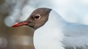 Szukaliśmy oznak wiosny w Olecku - zdjęcie 36