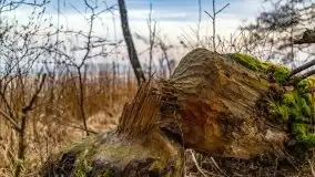 Kwietniowy wschód słońca nad jeziorem Kruklin - zdjęcie 17