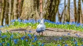 Mazurska przyroda - cebulice w giżyckim parku - zdjęcie 26