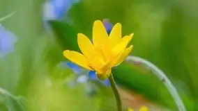 Mazurska przyroda - cebulice w giżyckim parku - zdjęcie 7