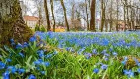 Mazurska przyroda - cebulice w giżyckim parku - zdjęcie 10