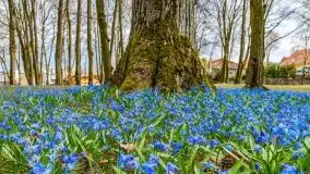 Mazurska przyroda - cebulice w giżyckim parku - zdjęcie 19