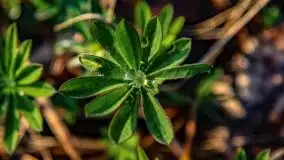 Wiosenny wschód słońca nad jeziorem Pozezdrze - zdjęcie 15