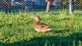 Mrągowo w wiosennym słońcu - zdjęcie 62