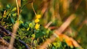 Zachód słońca nad jeziorem Wojnowo - zdjęcie 29