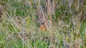 Majowy wieczór z mazurską przyrodą - zdjęcie 30