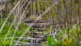 Wiosenne widoki z okolic Sztynortu, maj 2021 - zdjęcie 43