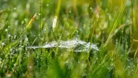 Mazur nie tylko szumem jeziora kuszą... zobaczcie wiosenną łąkę - zdjęcie 5