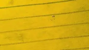 Mazurskie złote, piękne, rzepakowe pola - zdjęcie 21