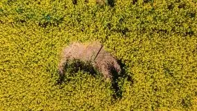 Mazurskie złote, piękne, rzepakowe pola - zdjęcie 12