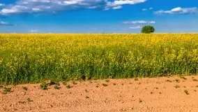 Mazurskie złote, piękne, rzepakowe pola - zdjęcie 14