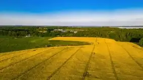 Mazurskie złote, piękne, rzepakowe pola - zdjęcie 62