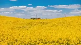 Mazurskie złote, piękne, rzepakowe pola - zdjęcie 59