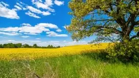 Mazurskie złote, piękne, rzepakowe pola - zdjęcie 1