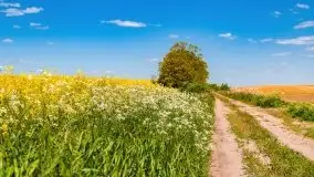 Mazurskie złote, piękne, rzepakowe pola - zdjęcie 66