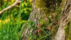 Zachód słońca nad jeziorem Dargin, Poganty - zdjęcie 29