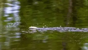 Majowe zawody wędkarskie nad kanałem mazurskim - zdjęcie 154