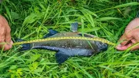 Majowe zawody wędkarskie nad kanałem mazurskim - zdjęcie 128