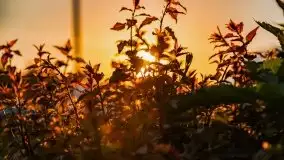 Zachody słońca nad Sztynortem, czerwiec 2021 - zdjęcie 27