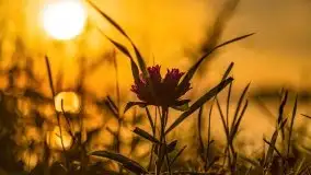 Zachód słońca nad jeziorem Mamry, czerwiec 2021 - zdjęcie 28