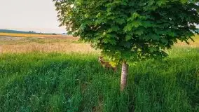 Czerwcowe Mazury, kompilacja niewykorzystanych zdjęć, 2021 - zdjęcie 43