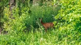 Czerwcowe Mazury, kompilacja niewykorzystanych zdjęć, 2021 - zdjęcie 70