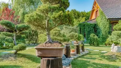 Nowa galeria - zdjęcie 4