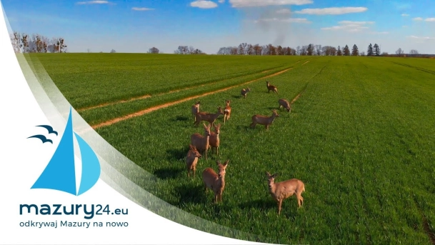 Mazurskie sarny na świątecznym spacerze