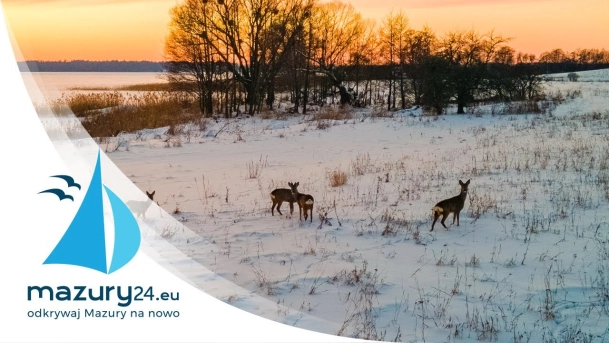 Zimowe Mazury - Zwierzęta, luty 2021