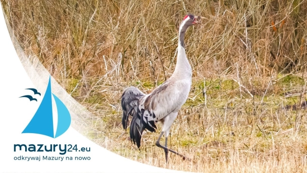 Przedwiośnie 2021 - Zwierzęta na Mazurach