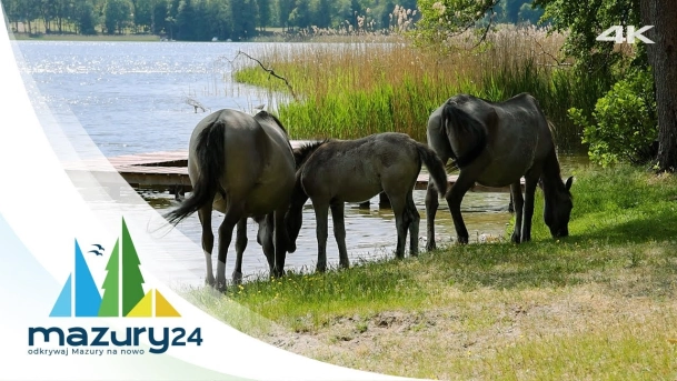 Koniki Polskie nad jeziorem Bełdany i bindudze Tarpan, 4K