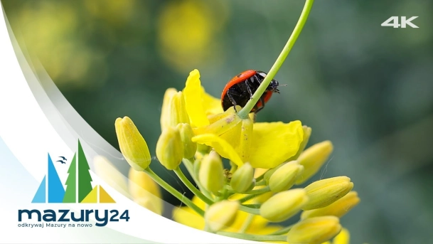 Mazurskie, przyrodnicze podsumowanie 2024 roku, 4K